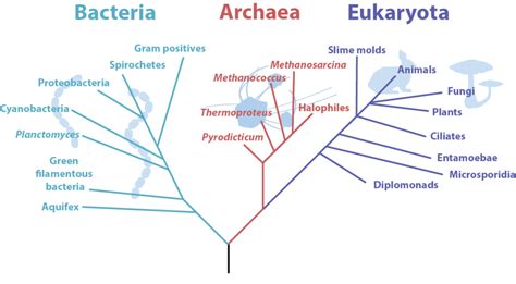 Archaea Geral Microbiologia Be Settled