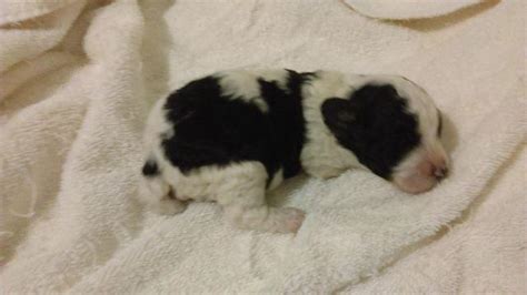 Taking Reservations Toy Poodle Male Black And White Parti For Sale In