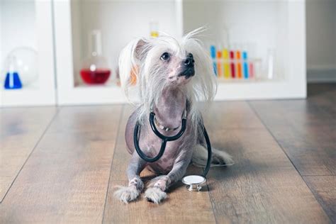 11 Chinese Crested Dog Facts Pet Comments