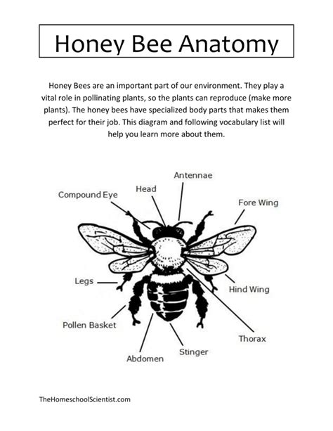 Honey Bee Anatomy Chart