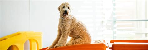 We all want our dog to be the best they can be, so we've partnered with dog gone problems to bring dog training classes to dogtopia! Dog Daycare Omaha | Dogtopia of Omaha