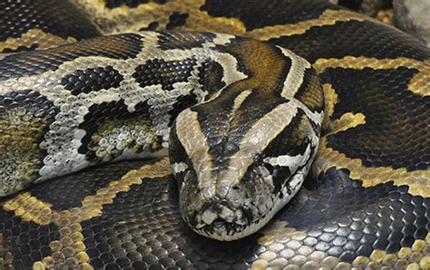 Indonesian Woman Swallowed By Giant Python News Emirates