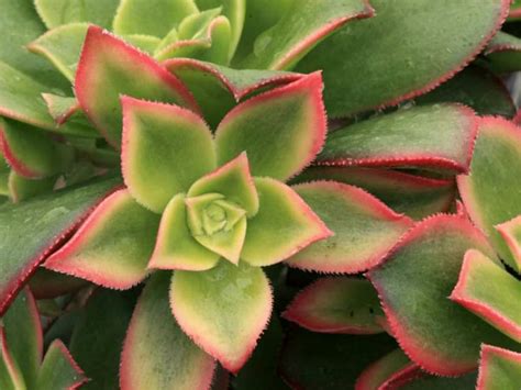 Maybe you would like to learn more about one of these? How to Propagate Aeonium | World of Succulents