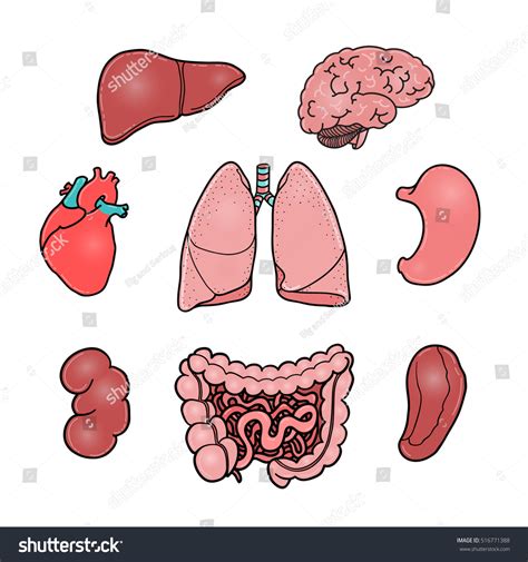 Set Human Internal Organs Brain Heart Stock Vector Royalty Free