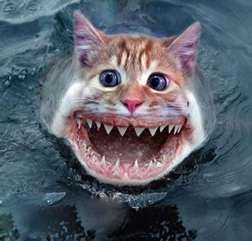這是啥好鯊的貓