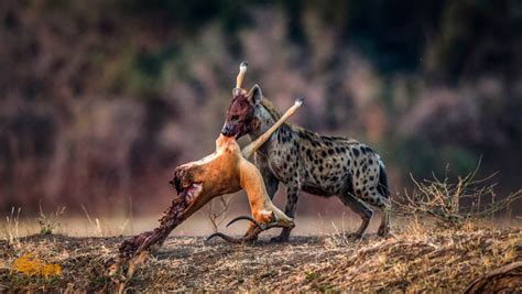 Amala died the following year after their capture. Hungry hyena steals leopard's dinner - Zambia Tourism