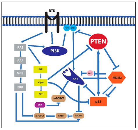 Cancers Free Full Text The Pten Tumor Suppressor Gene In Soft