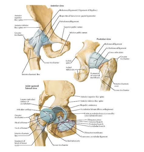 Hip Joint Anatomy Anterior superior iliac spine, Anterior inferior
