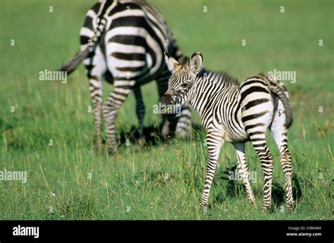 Baby Plains Zebr Equus Burchelli Eating Its Stock Photo Alamy