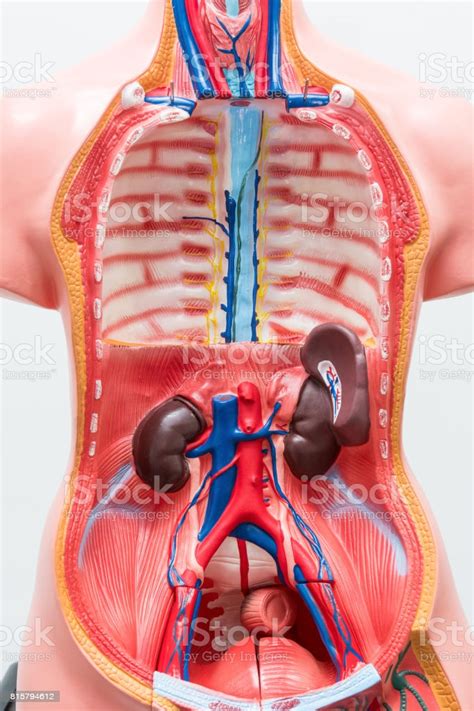 Functioning at the end of the circulatory cycle, the veins of the upper torso carry deoxygenated blood from the tissues of the body back to the heart to be pumped through the body again. Closeup Of Internal Organs Dummy On White Background Human Anatomy Model Anatomical Body ...