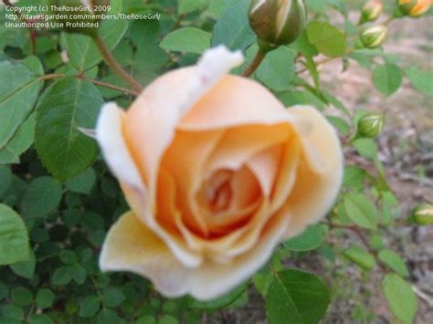 Bred by david austin, 'teasing georgia' makes a striking statement in the garden and is an invaluable element of the mixed border. PlantFiles Pictures: English Rose, Austin Rose 'Teasing ...