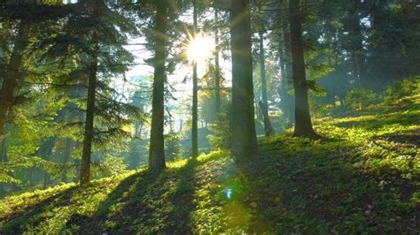 Magical Mountain Forest With The Stock Footage Video Video Scenery