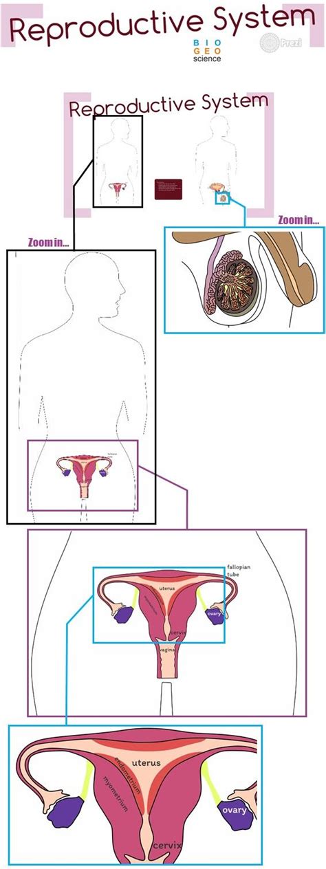Use This Tpt Product To Teach The Reproductive System Male And Female