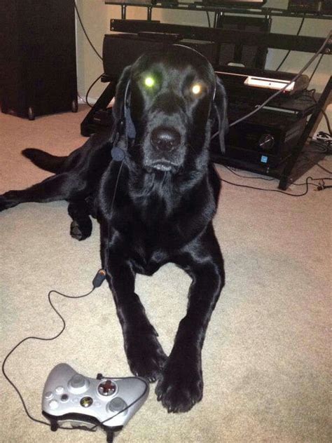Xbox Dog Dogs Animals True Stories