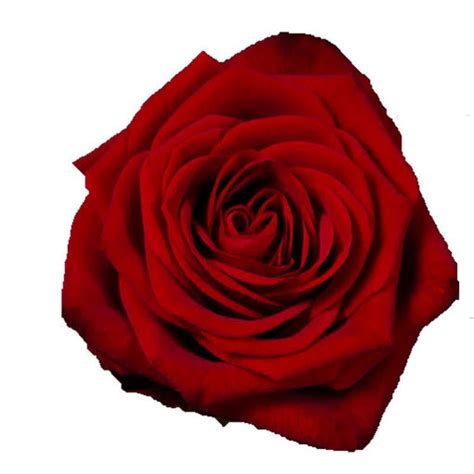 Shop wholesale artificial plants/flower at never before seen wholesale prices. Rose Naomi | Cut Flowers | Flower Suppliers Wholesale ...