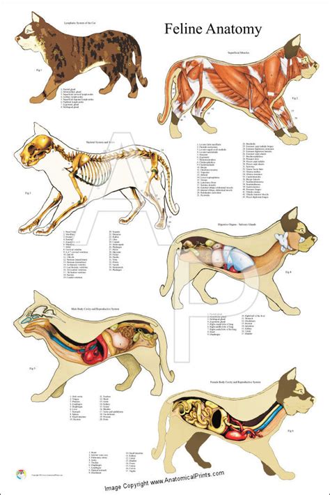 Cat Internal Anatomy Poster 24 X 36