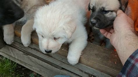 Imported german lines, high breeding standards black and red puppies how much should a german shepherd cost? German Shepherd / Great Pyrenees puppies. - YouTube