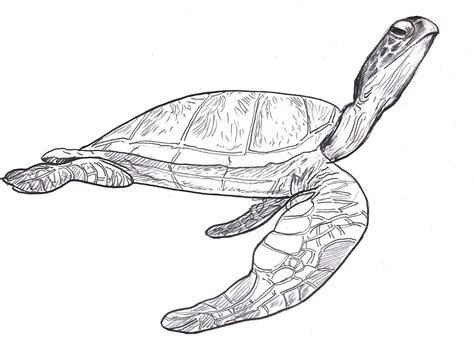 Sea Turtle Drawing Pictures Sea Turtles Sea Turtle Steve Brodner