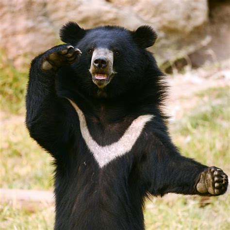 Asian Black Bear Pictures Images And Stock Photos Istock