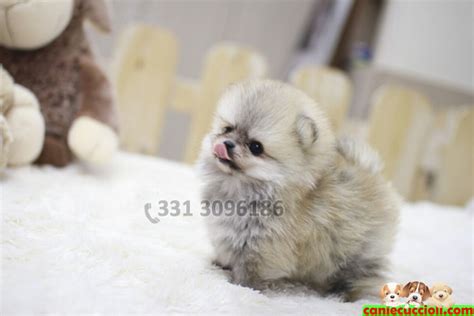 Cerco in regalo cucciolo di volpino pomerania mini toy bianco. Vendita Cuccioli Volpino di Pomerania Nano e Toy