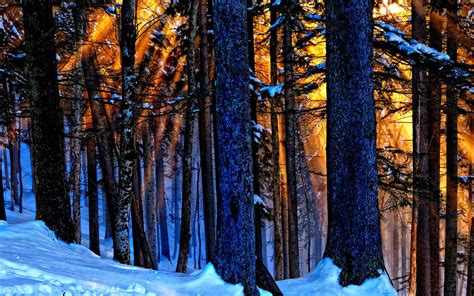 Sunlight Light Peaceful Winter Time Tree Sunbeams Sun Forest Landscape