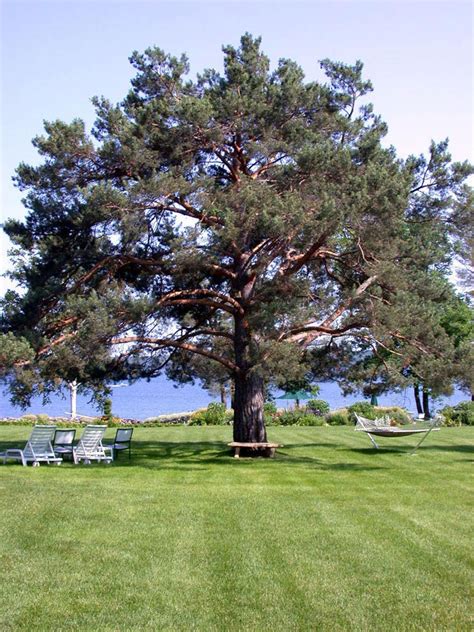 Pine Tree Pictures Images Photos And Facts On Pine Trees