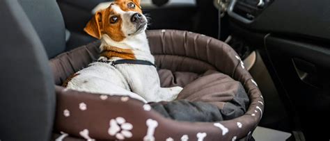 De Beste Autostoelen Voor Honden Allemaalbeestjes Reviews