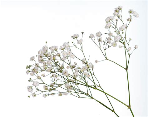 Growing Baby's Breath: Caring For And How To Dry Your Own Baby's Breath