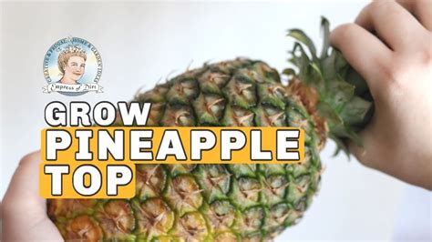 How To Grow A Pineapple Indoors Youtube