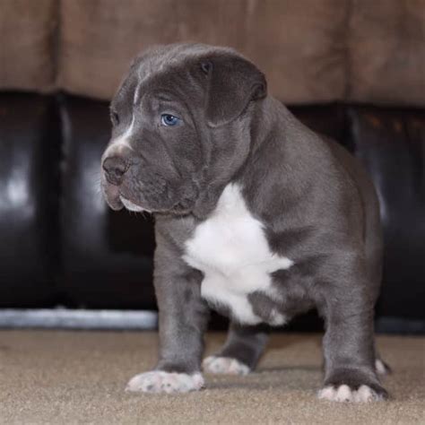 Our blue pitbulls and xxl pitbulls in louisiana. XL PITBULL PUPPIES FOR SALE | CHAMPAGNE XXL PITBULL ...