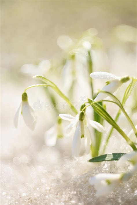 Snowdrop Flower In Melting Snow Stock Photo Image Of Flowers Garden