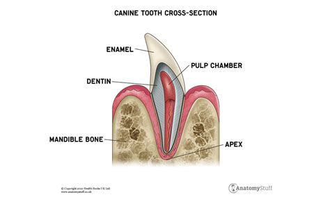 Canine Dental Anatomy Dogs Teeth And Dental Health Anatomystuff