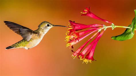 A Hummingbird Garden For All The Seasons