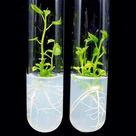 Plant Tissue Culture Wholesale Price And Mandi Rate For Plant Tissue