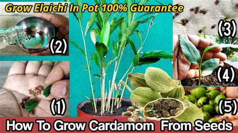 How To Grow Cardamom From Seeds Grow Elaichi In Pot Step By Step