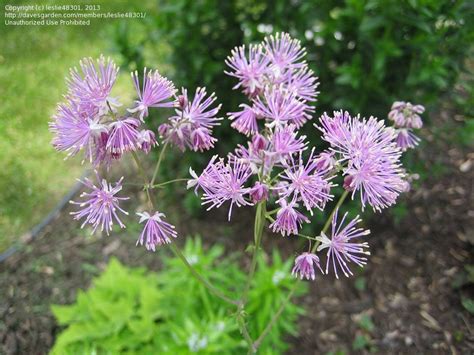 It also provides preferred sun/shade if you love flowers and want continuous blooms in your garden, this is for you. Plant Identification: Perennial ID please purple in Zone 5 ...