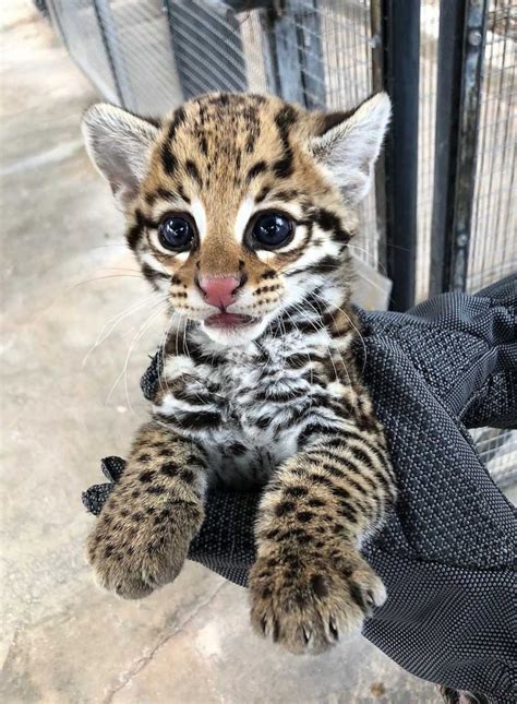 Download the most adorable kitten pictures and images for free! Pictures of ocelot, sand cat and bobcat kittens in the ...
