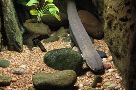 Risky Remedy Eel Inserted Up Rectum Chews Into Abdomen Of Constipated