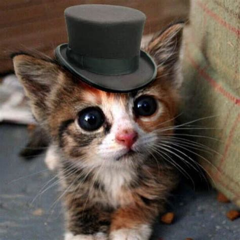 Adorable Kitten In A Top Hat Adorable Animals