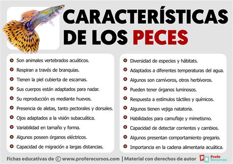 Características De Los Peces