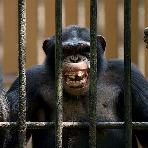 Chimpanzee Strength Vs Human