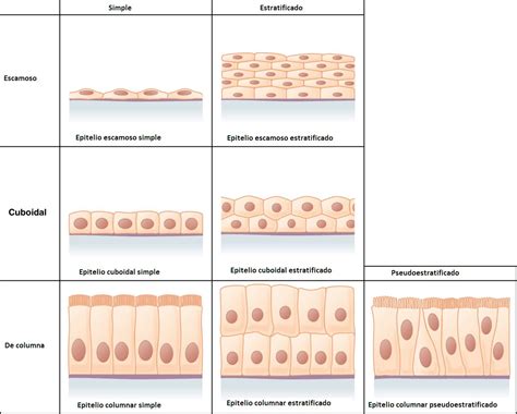 Tejido Epitelial Plano Simple