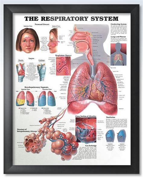 The Respiratory System 20x26 Anatomy Poster Lung Anat