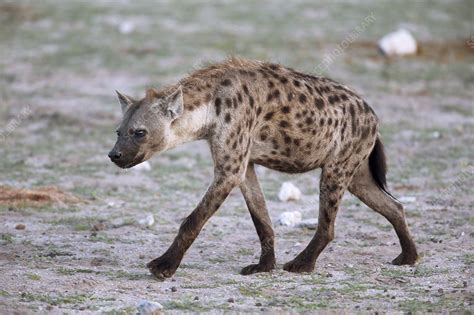 Spotted Hyena Stock Image C0292205 Science Photo Library