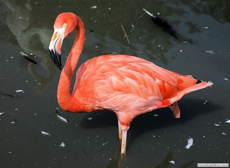 Flamingos Identification Types Of Flamingo Species Wildfowl