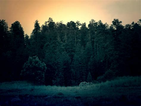 Dark Dawn Dusk Forest Meadow · Free Photo