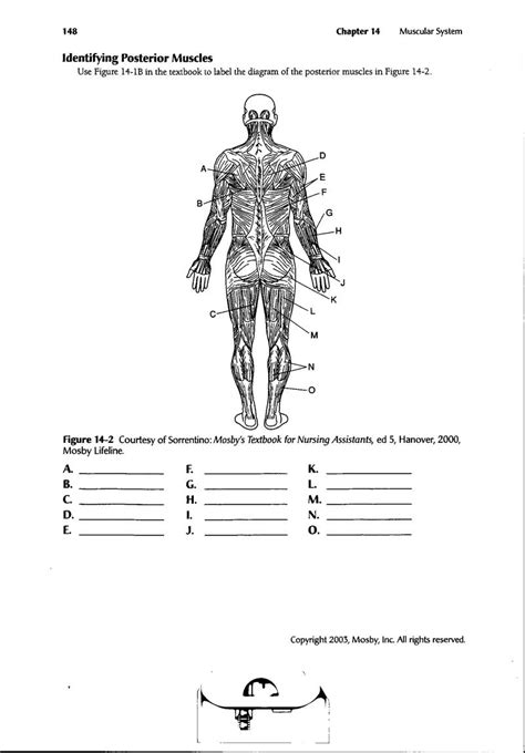 Each chart groups the muscles of that region download this free pdf showing labelled drawings of skeletal and muscle anatomy of the head and neck. 13 Best Images of Muscle Labeling Worksheet - Label ...