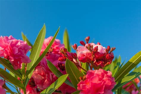 Pink Oleander Free Stock Photo Public Domain Pictures