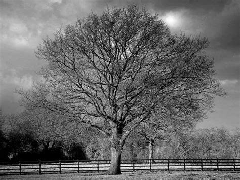 Winter Trees In Cheshire Black And White