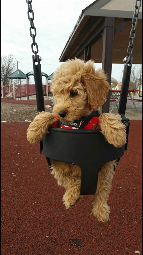 Small children are not recommended though because the miniature poodle, especially as a puppy is very. Best 20+ Black cockapoo ideas on Pinterest | Bernadoodle ...